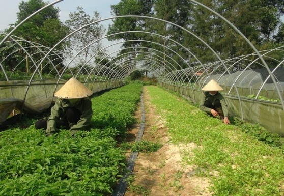 Quang Binh: Doi vo chong tre lam giau tu trong rau sach hinh anh 1